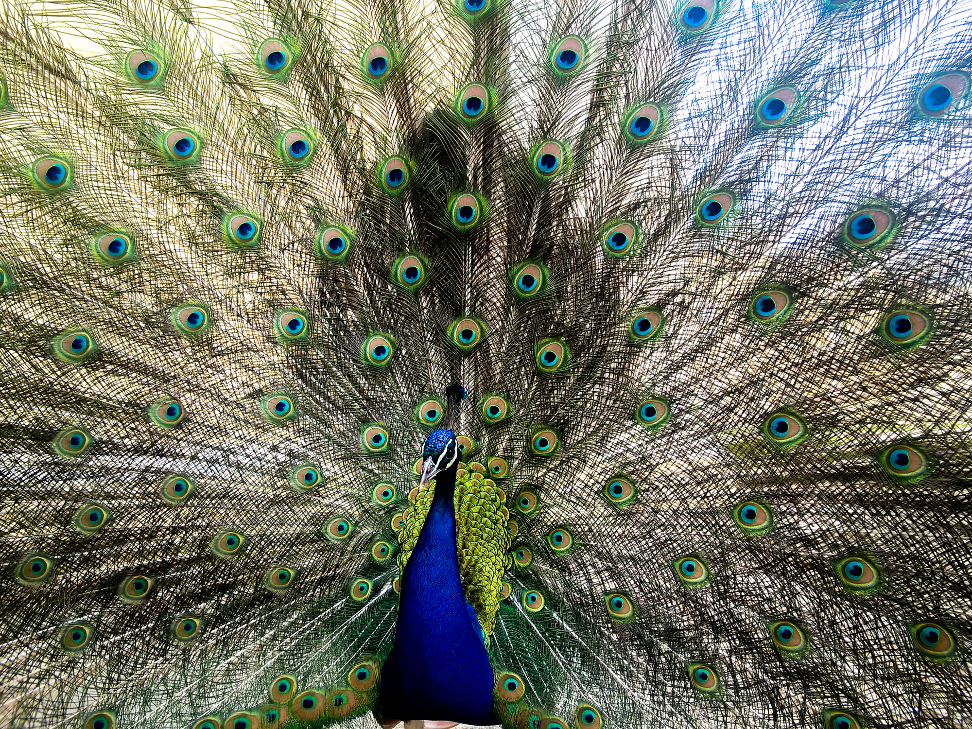 Mistrzowskie Mapowanie Myśli - Książka