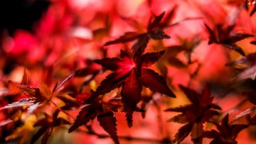 Opanować chaos - czyli jak skutecznie zarządzać pocztą w MS Outlook