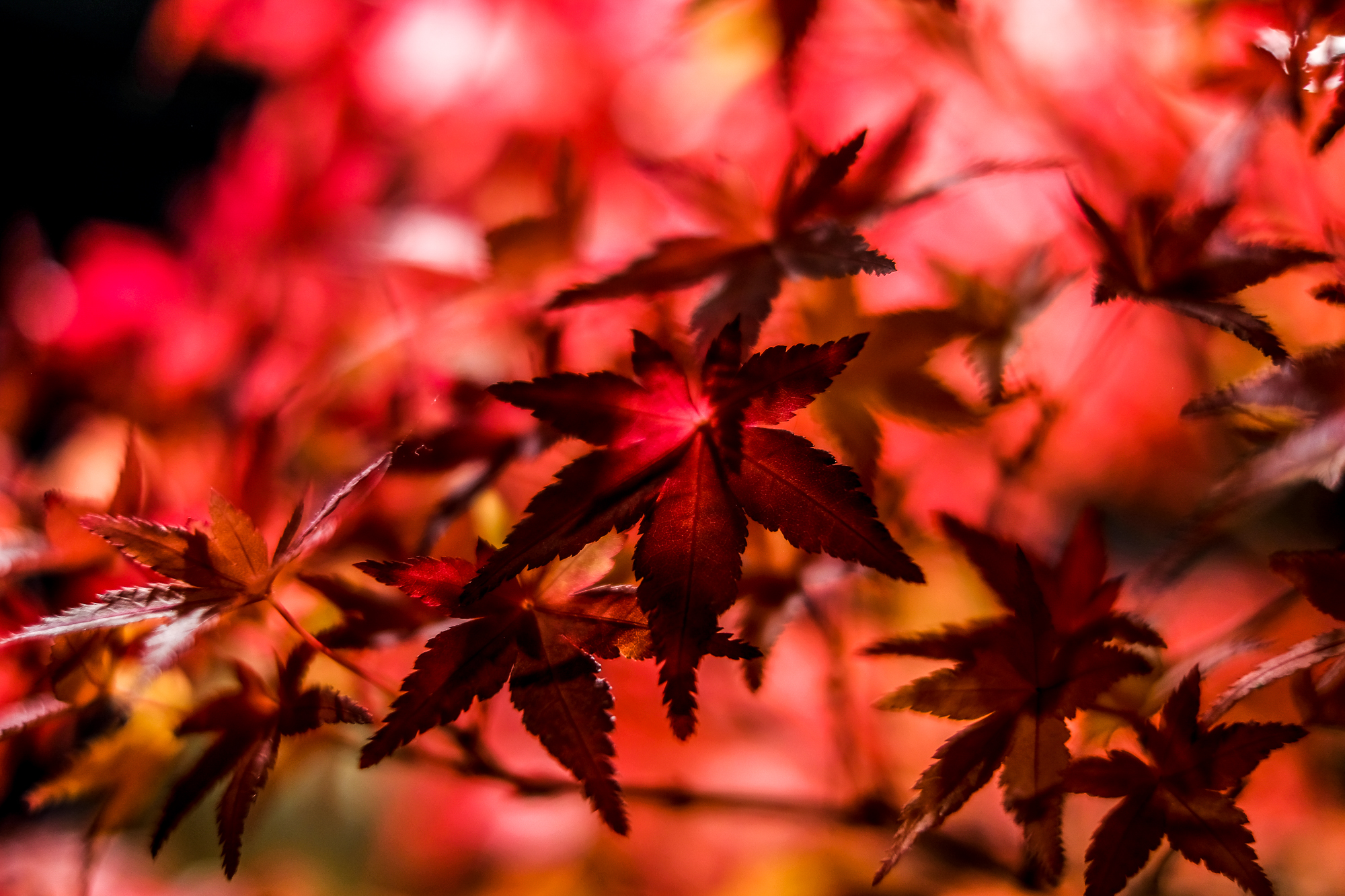 Opanować chaos – czyli jak skutecznie zarządzać pocztą w MS Outlook